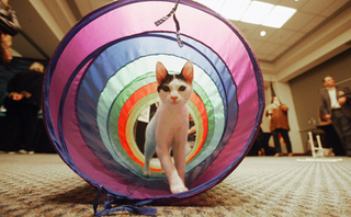 Illustration for article titled Meet Cats With Attitude At Meet The Breeds